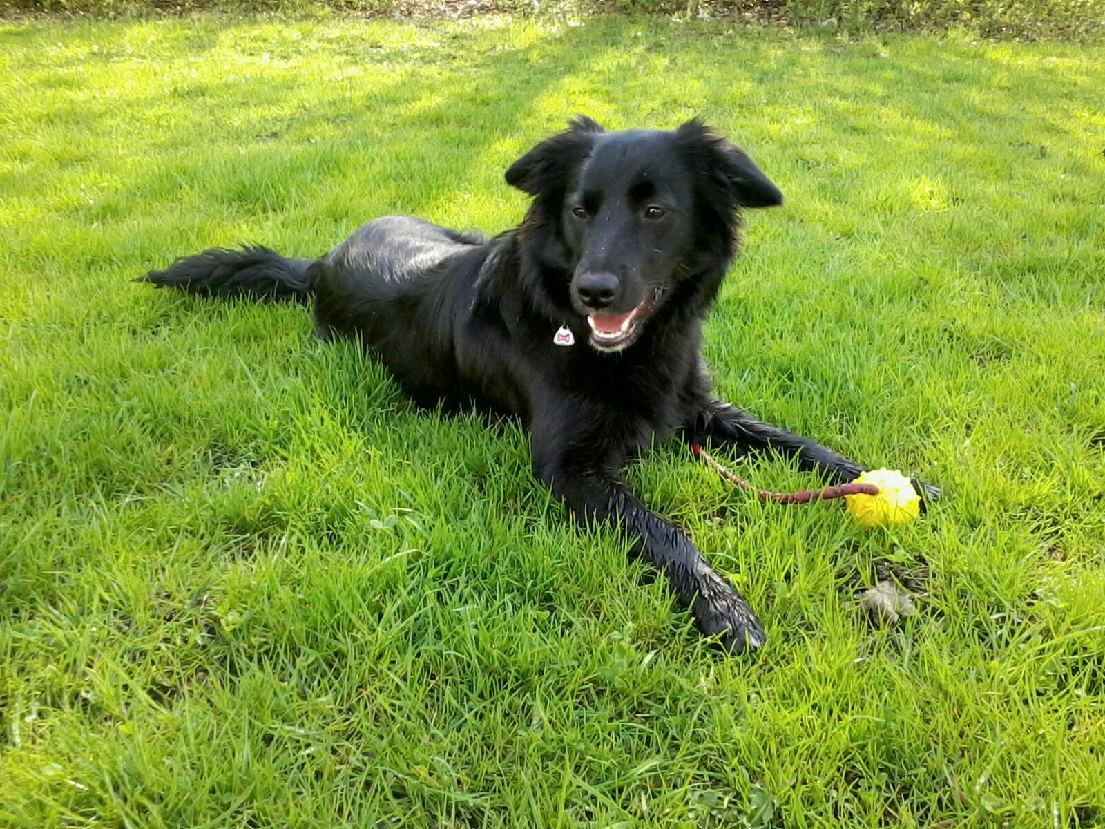 Abby (Boder Collie, Unbekannt) Border Collie Unbekannt 