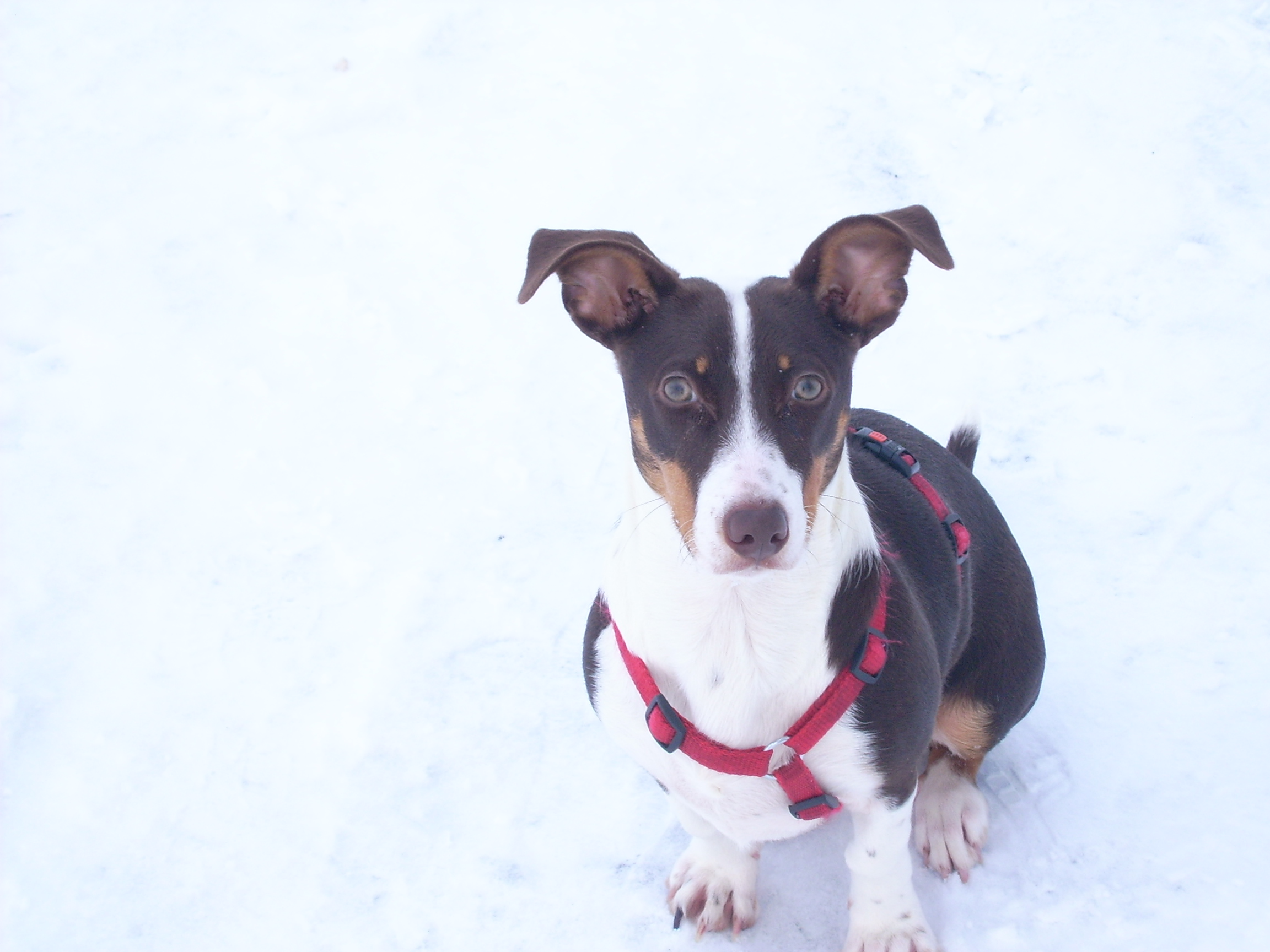 Amy (Border Collie, Jack Russell Terrier) Border Collie Jack Russell Terrier 