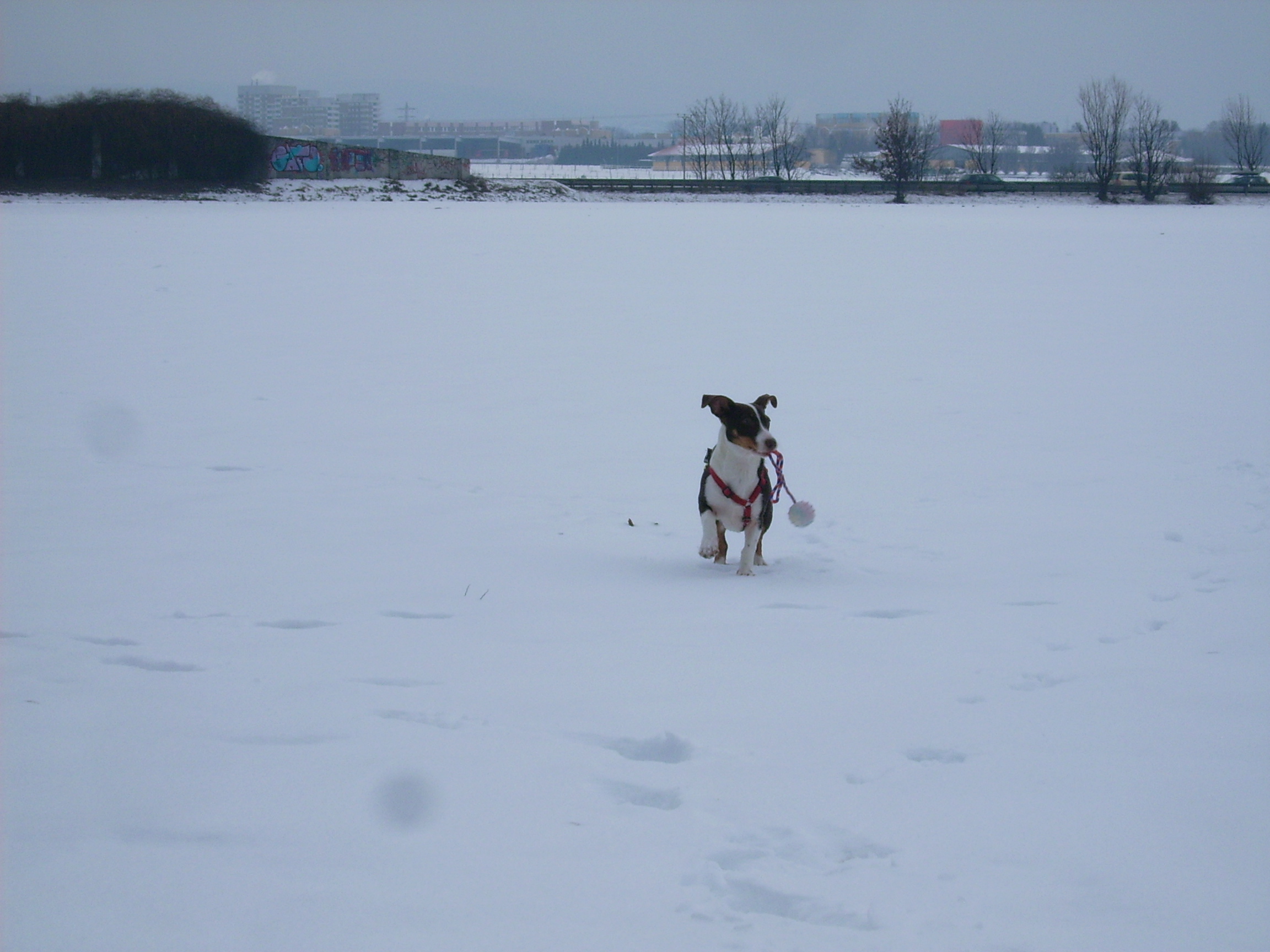 Amy (Border Collie, Jack Russell Terrier) Border Collie Jack Russell Terrier 