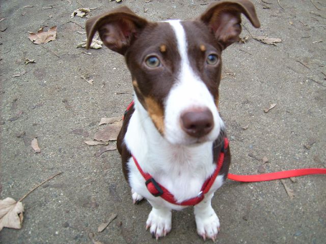 Amy (Border Collie, Jack Russell Terrier) Border Collie Jack Russell Terrier 