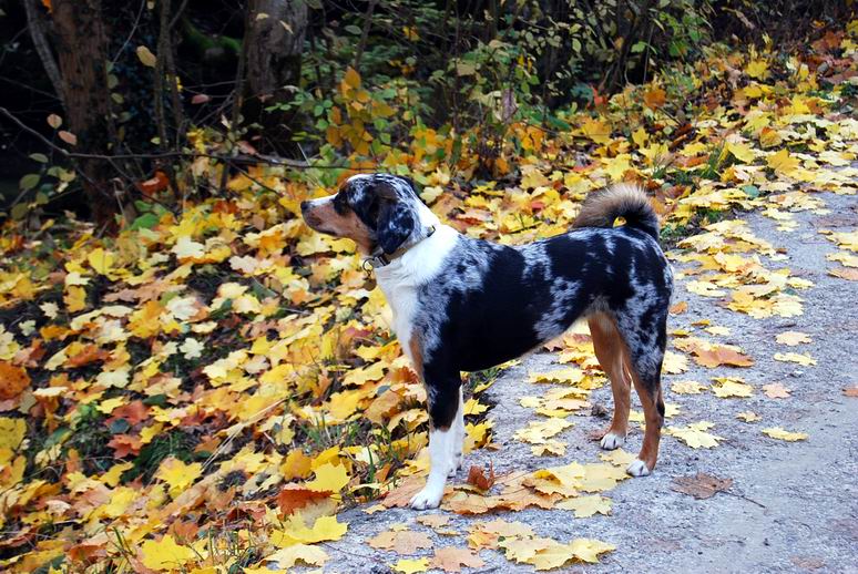 Namenlos (Appenzeller Sennenhund, Bergamasker) Appenzeller Sennenhund Bergamasker 