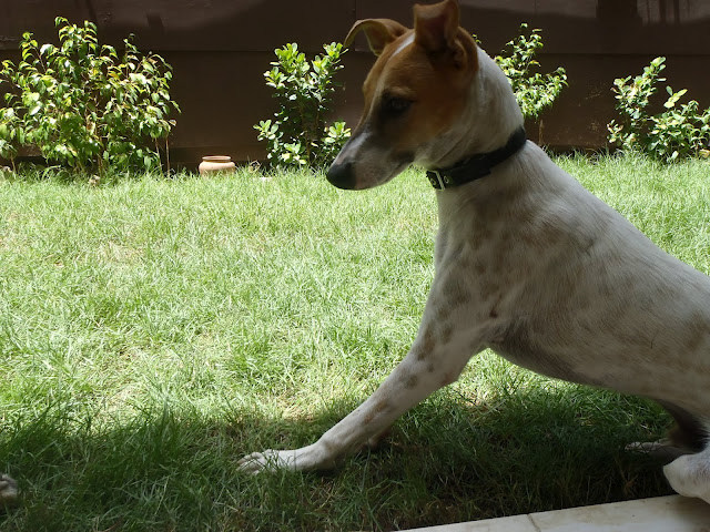 Dibo (Parson Russell Terrier, Podenco, Windhund) Parson Russell Terrier Podenco Windhund 