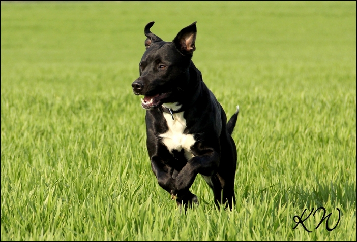 Bella (Amerikanischer Staffordshire Terrier, Kuvasz) Amerikanischer Staffordshire Terrier Kuvasz 