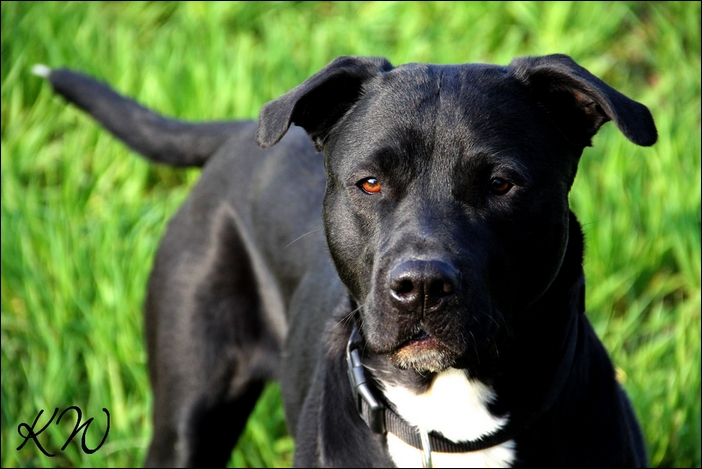 Bella (Amerikanischer Staffordshire Terrier, Kuvasz) – MeinMischling.de