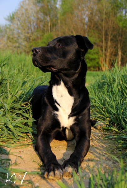 Bella (Amerikanischer Staffordshire Terrier, Kuvasz) Amerikanischer Staffordshire Terrier Kuvasz 