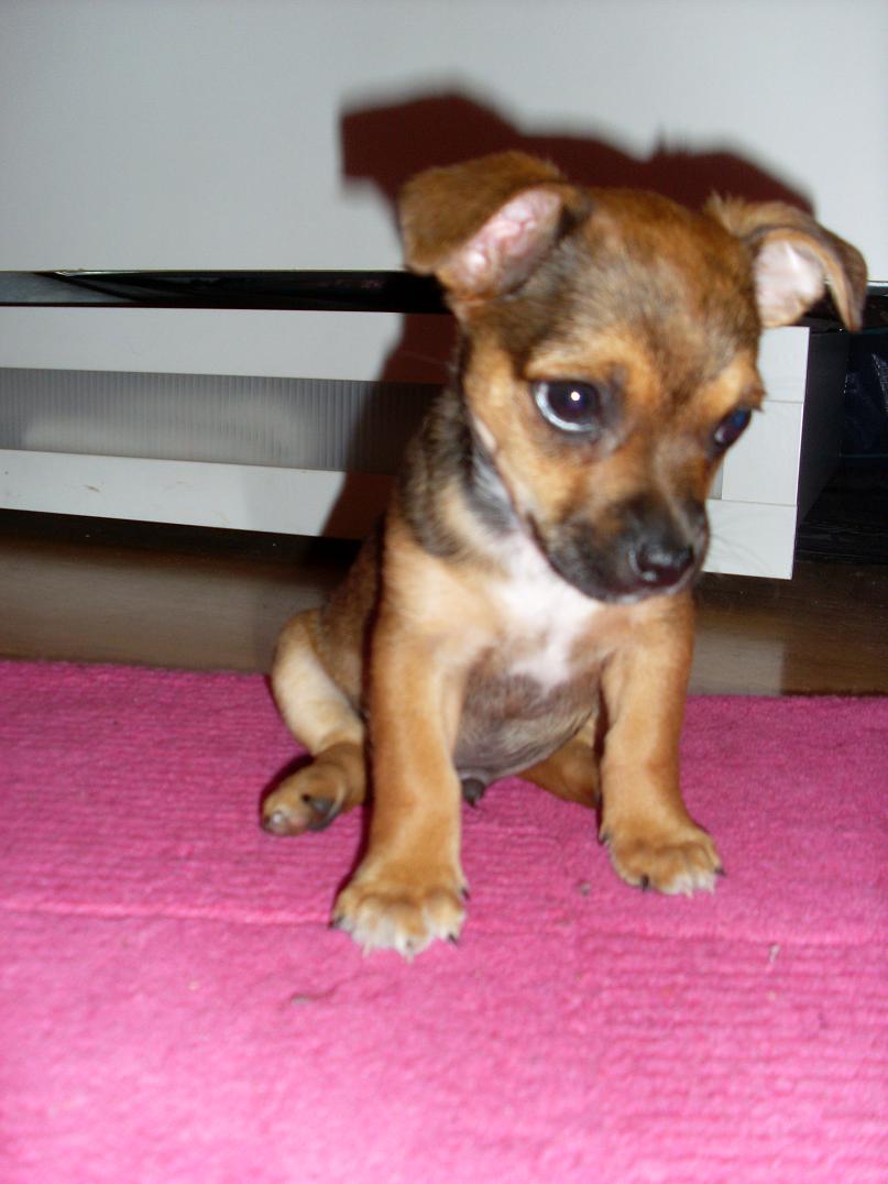 Giorgio Vito (Chihuahua, Jack Russell Terrier) Chihuahua Jack Russell Terrier 