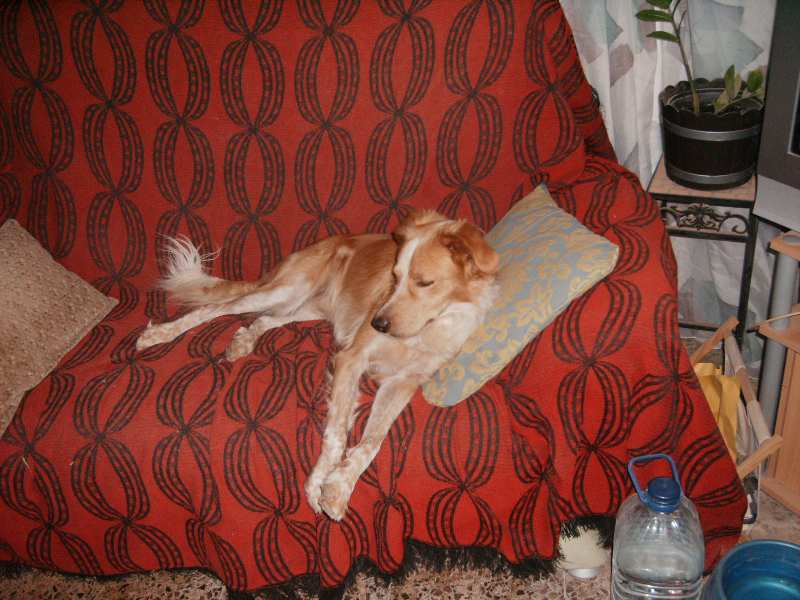 Benny (Labrador, Podenco, Wasserhund) Labrador Podenco Wasserhund 