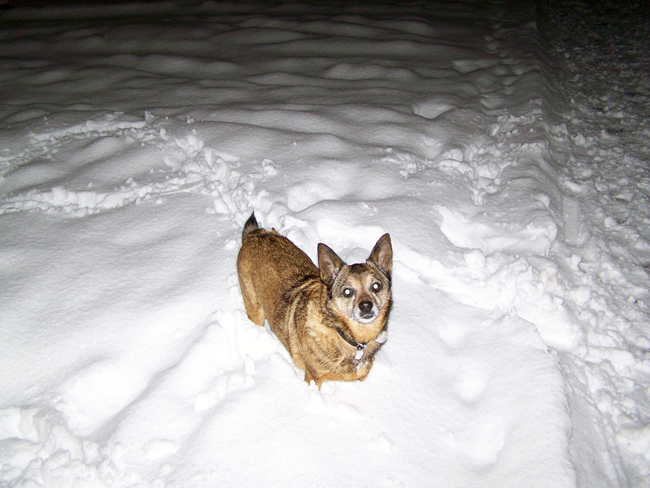 Dasty (Chihuahua, Spitz) Chihuahua Spitz 