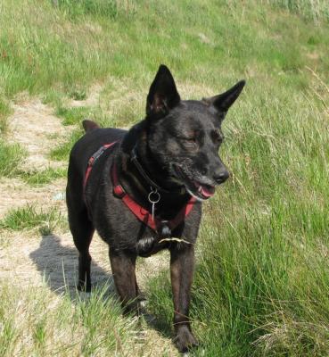 Candy (Hollandse Herdershond, Labrador, Terrier) Hollandse Herdershond Labrador Terrier 