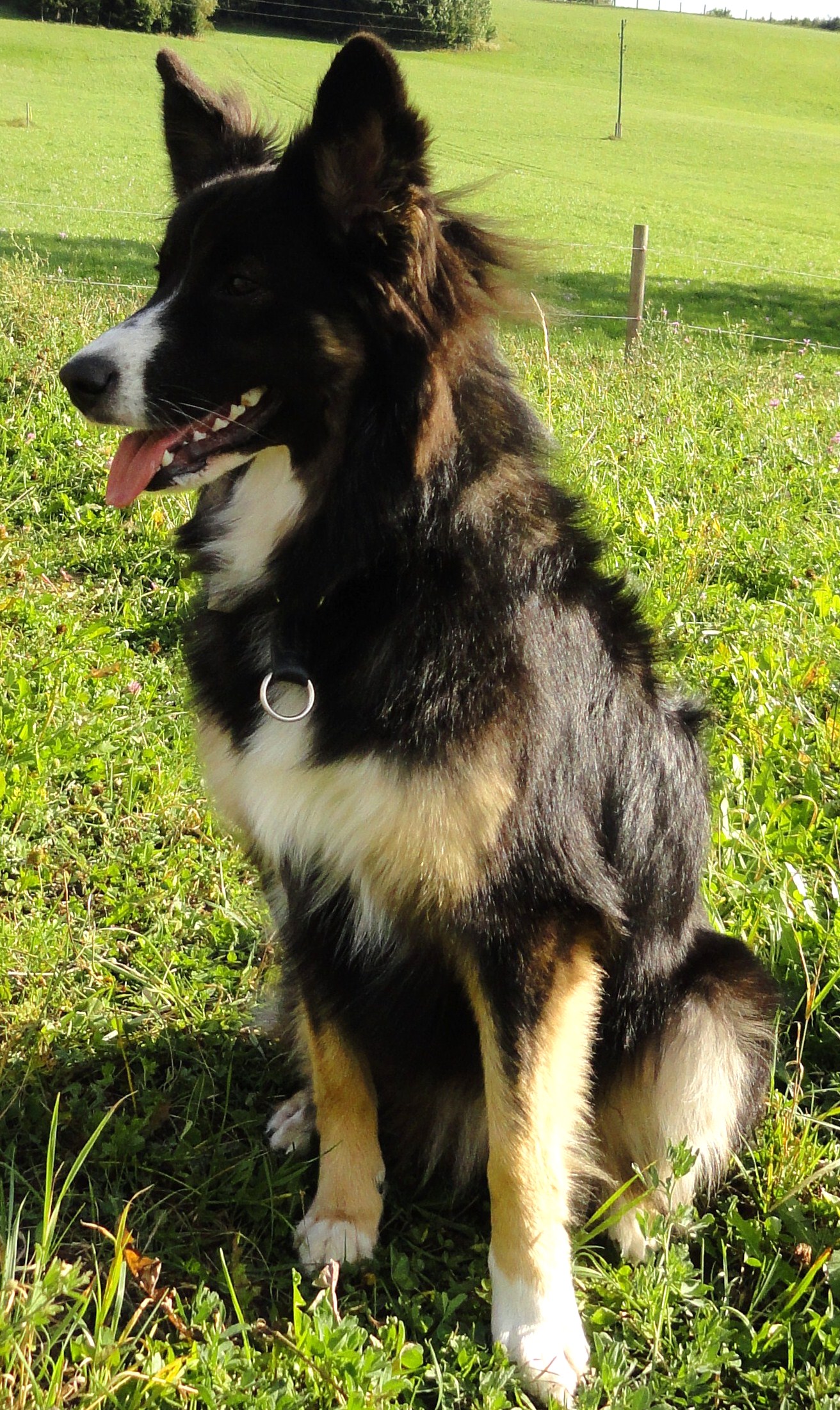 Lena Appenzeller Sennenhund Australian Shepherd Border Collie