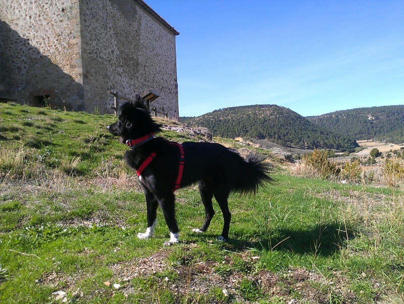 Anouk (Border Collie, Spitz) Border Collie Spitz 