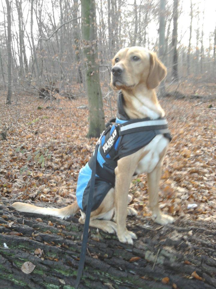 Donald (Bracke, Labrador) Bracke Labrador 