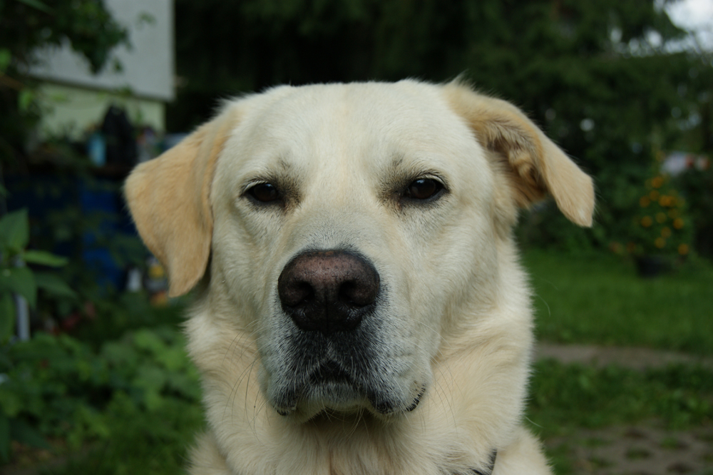 Rufus (Golden Retriever, Labrador) Golden Retriever Labrador MeinMischling 