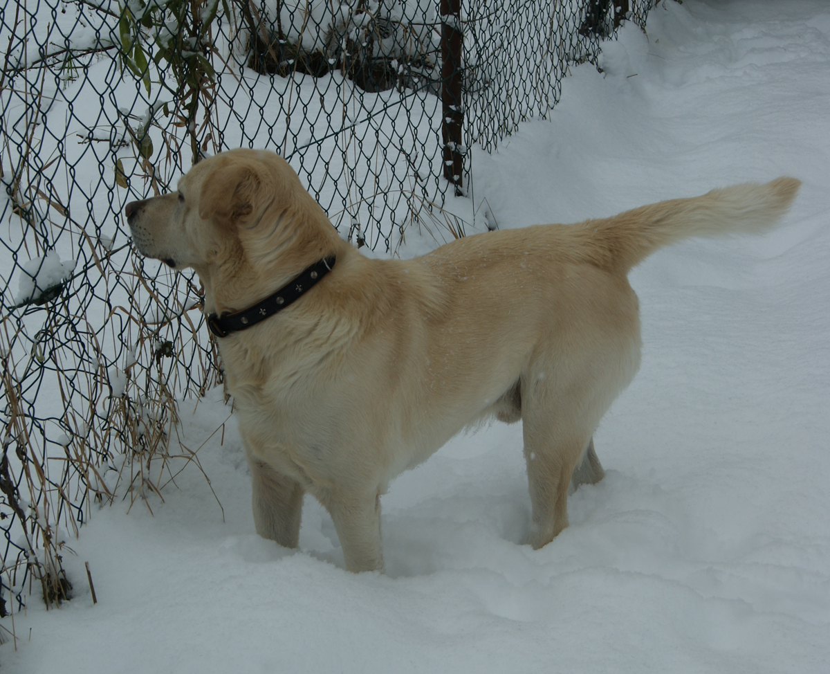 Rufus (Golden Retriever, Labrador) Golden Retriever Labrador MeinMischling 