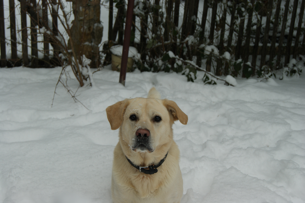 Rufus (Golden Retriever, Labrador) Golden Retriever Labrador MeinMischling 