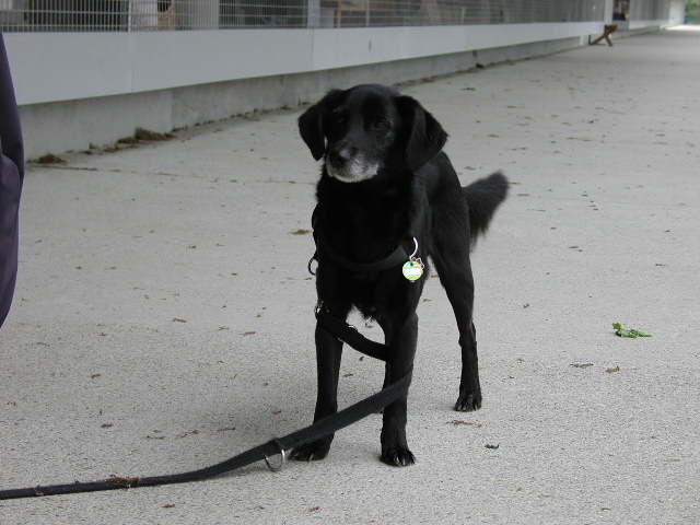 Yoster (Labrador, Unbekannt) Labrador Unbekannt 