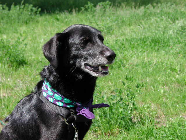 Yoster (Labrador, Unbekannt) Labrador Unbekannt 