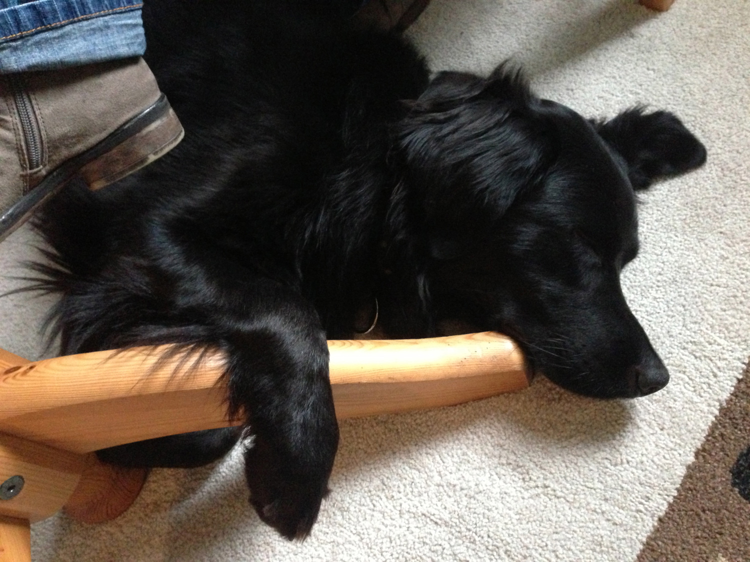 Rala (Golden Retriever, Labrador) Golden Retriever Labrador 