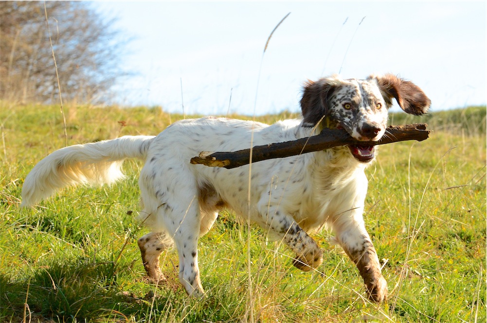 Belmondo (English Springer Spaniel, English Setter) English Setter English Springer Spaniel 