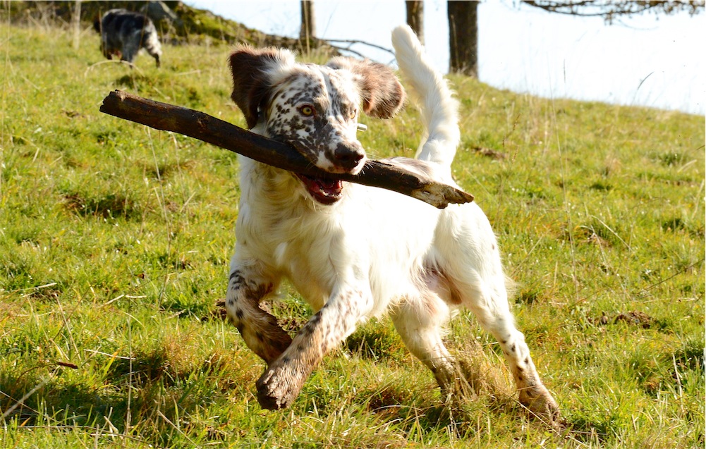 Belmondo (English Springer Spaniel, English Setter) English Setter English Springer Spaniel 