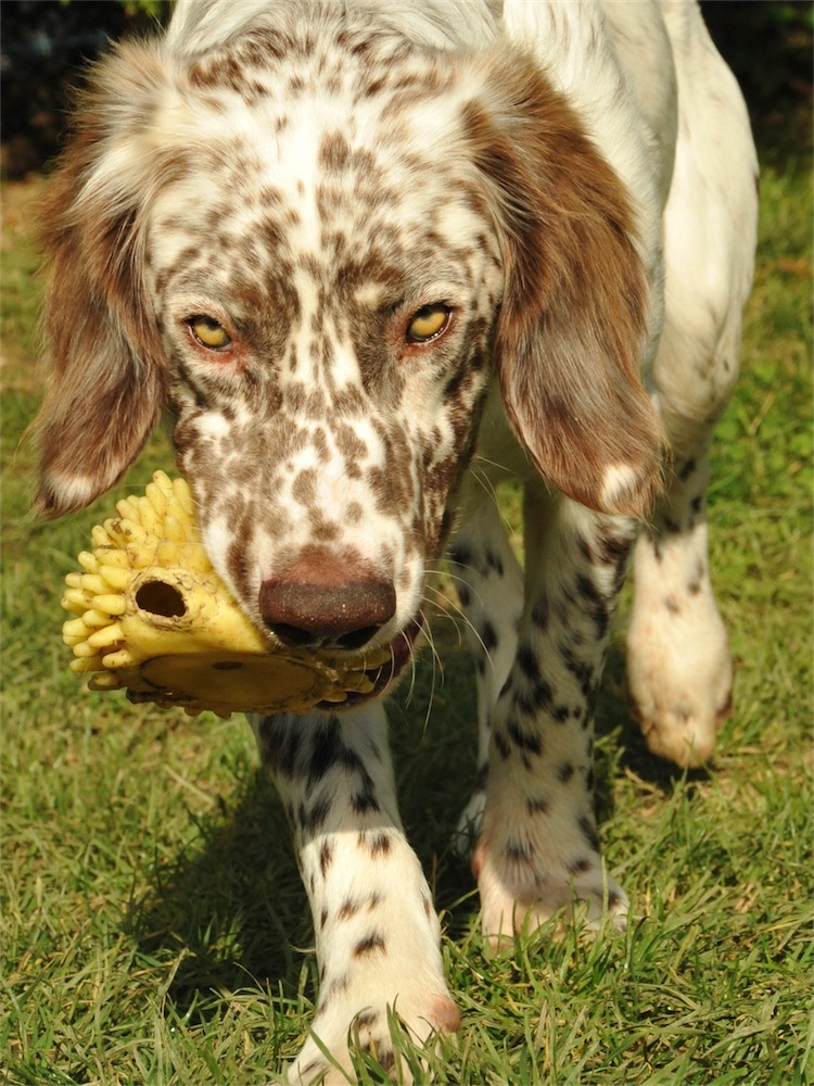 Belmondo (English Springer Spaniel, English Setter) English Setter English Springer Spaniel 