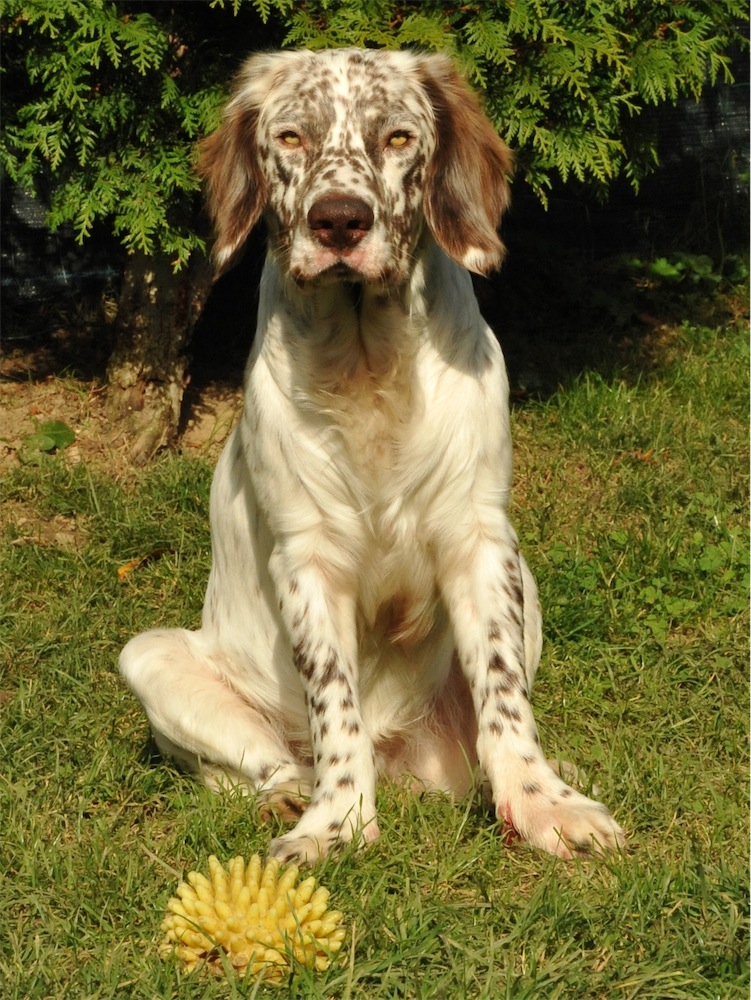 Belmondo (English Springer Spaniel, English Setter) English Setter English Springer Spaniel 