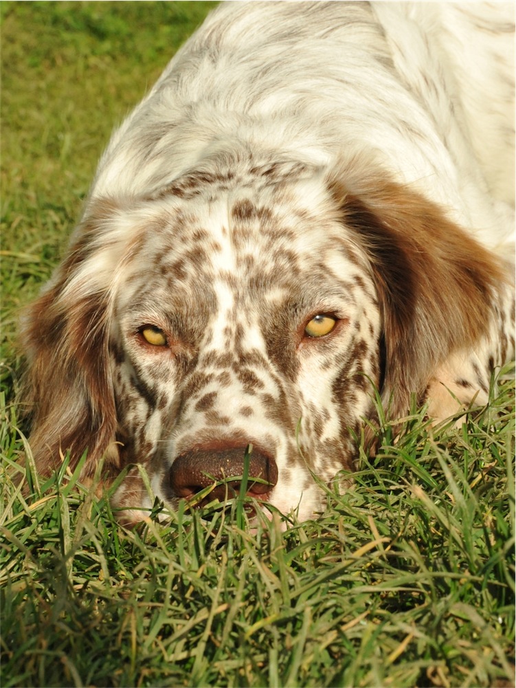 Belmondo (English Springer Spaniel, English Setter) English Setter English Springer Spaniel 