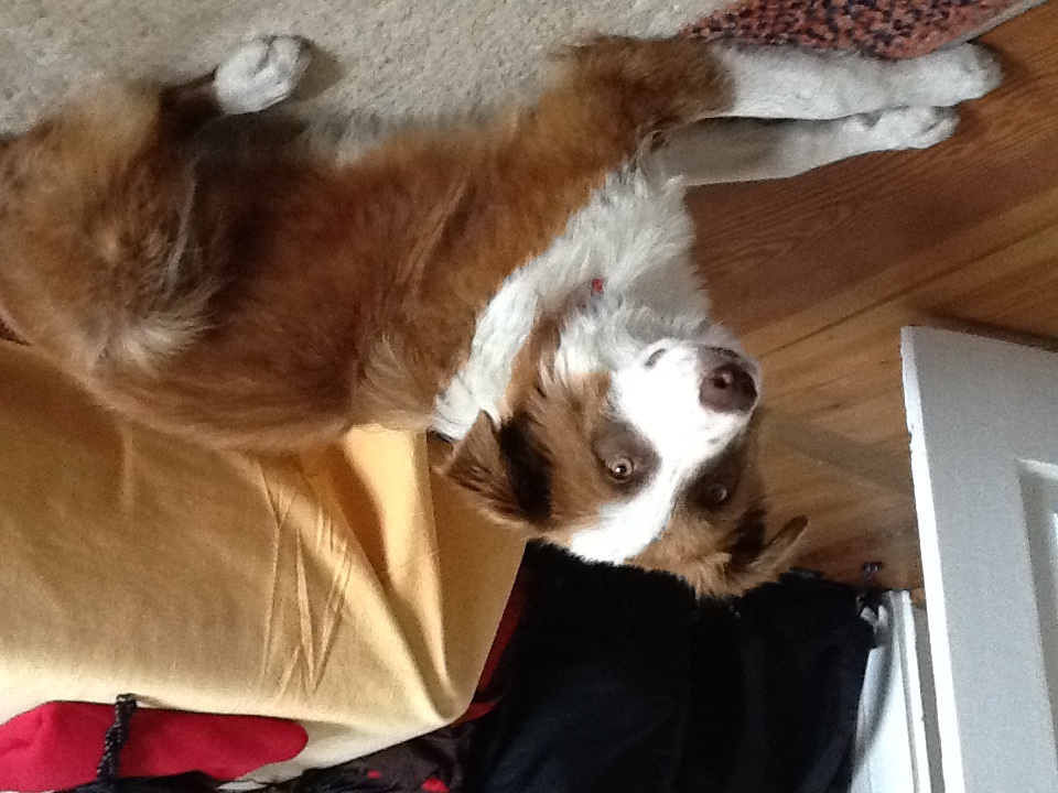 Tim (Australian Shepherd, English Setter) Australian Shepherd English Setter 