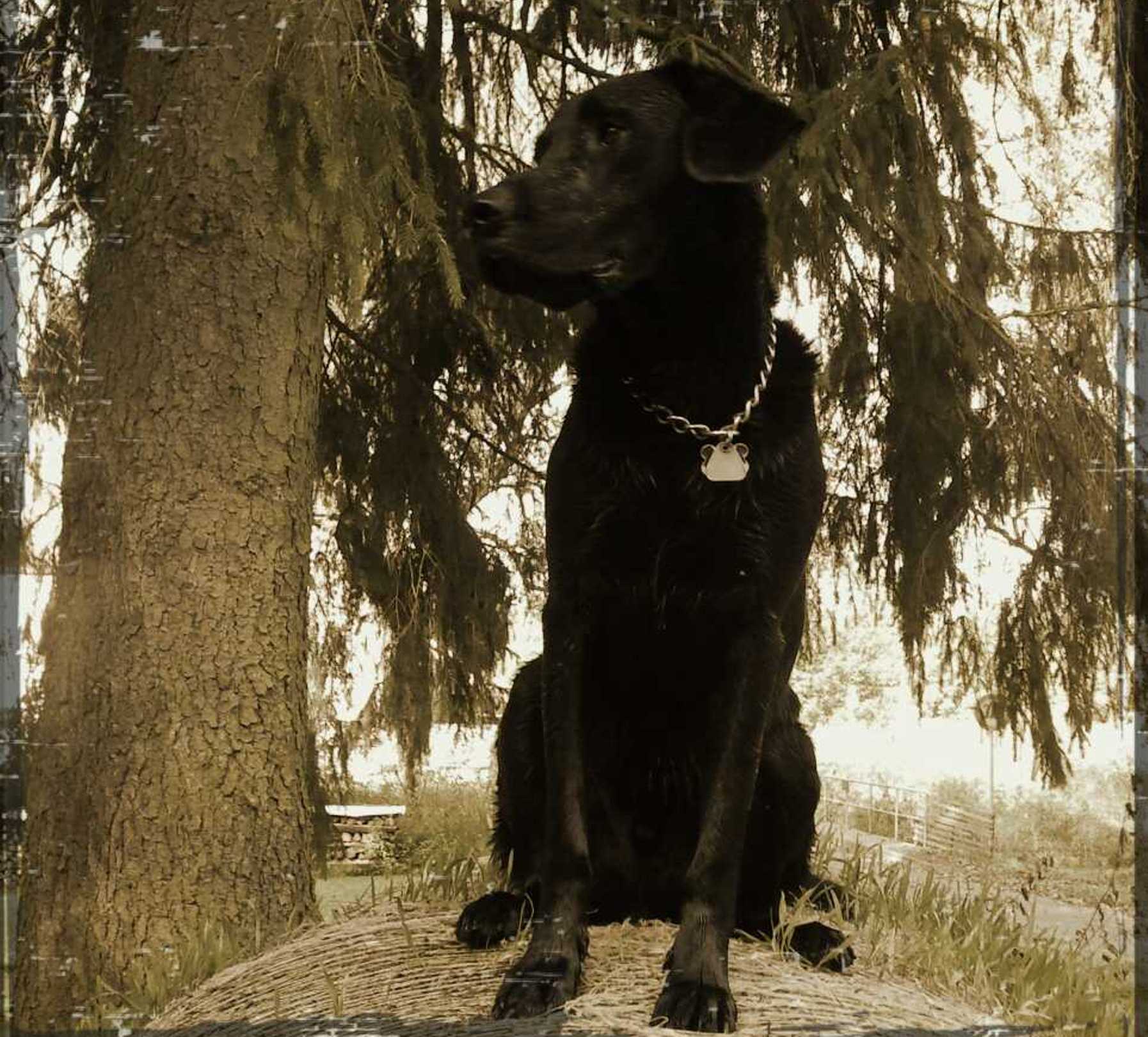 Watson (Deutsch Kurzhaar, Labrador) Deutsch Kurzhaar Labrador 
