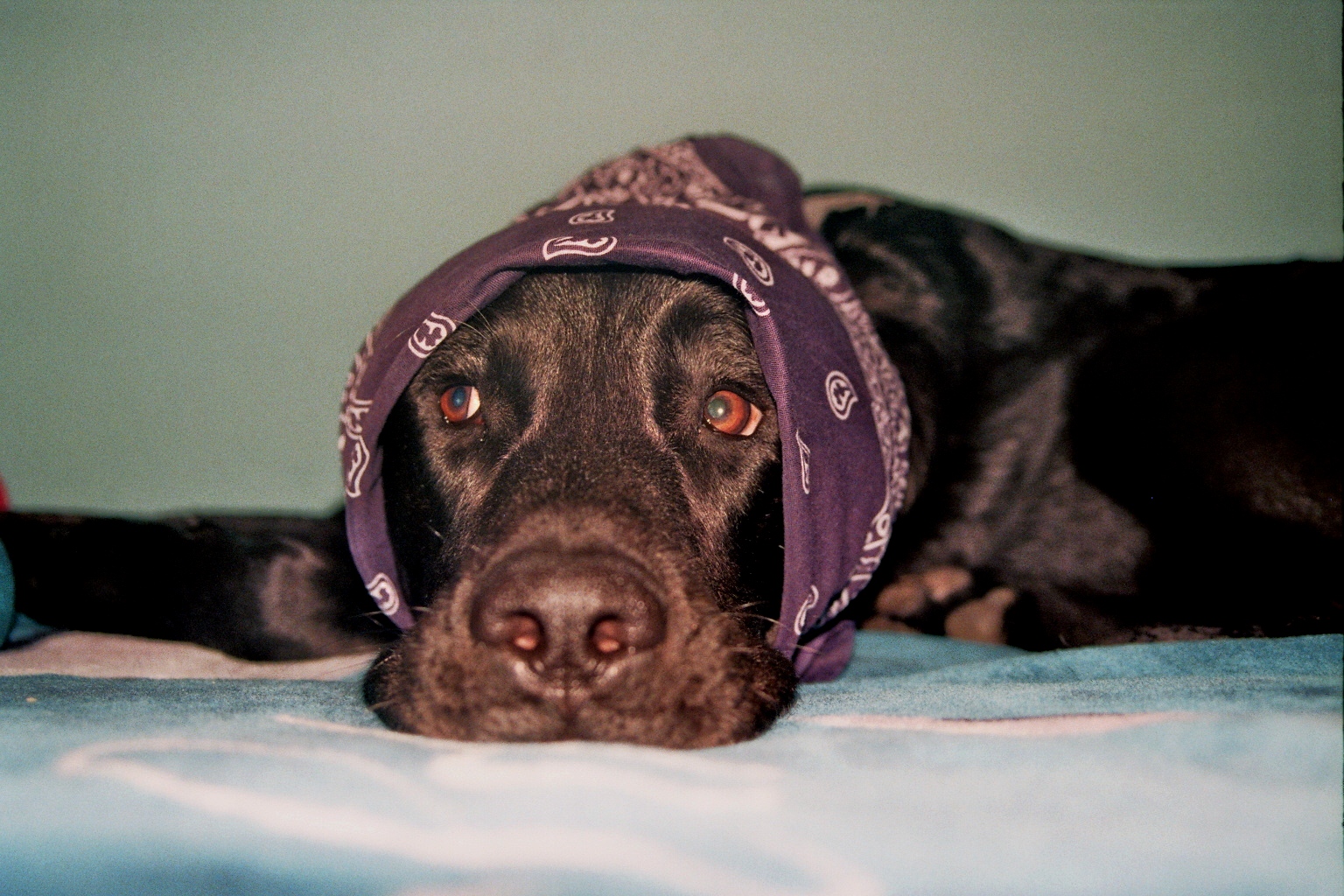 Watson (Deutsch Kurzhaar, Labrador) Deutsch Kurzhaar Labrador 