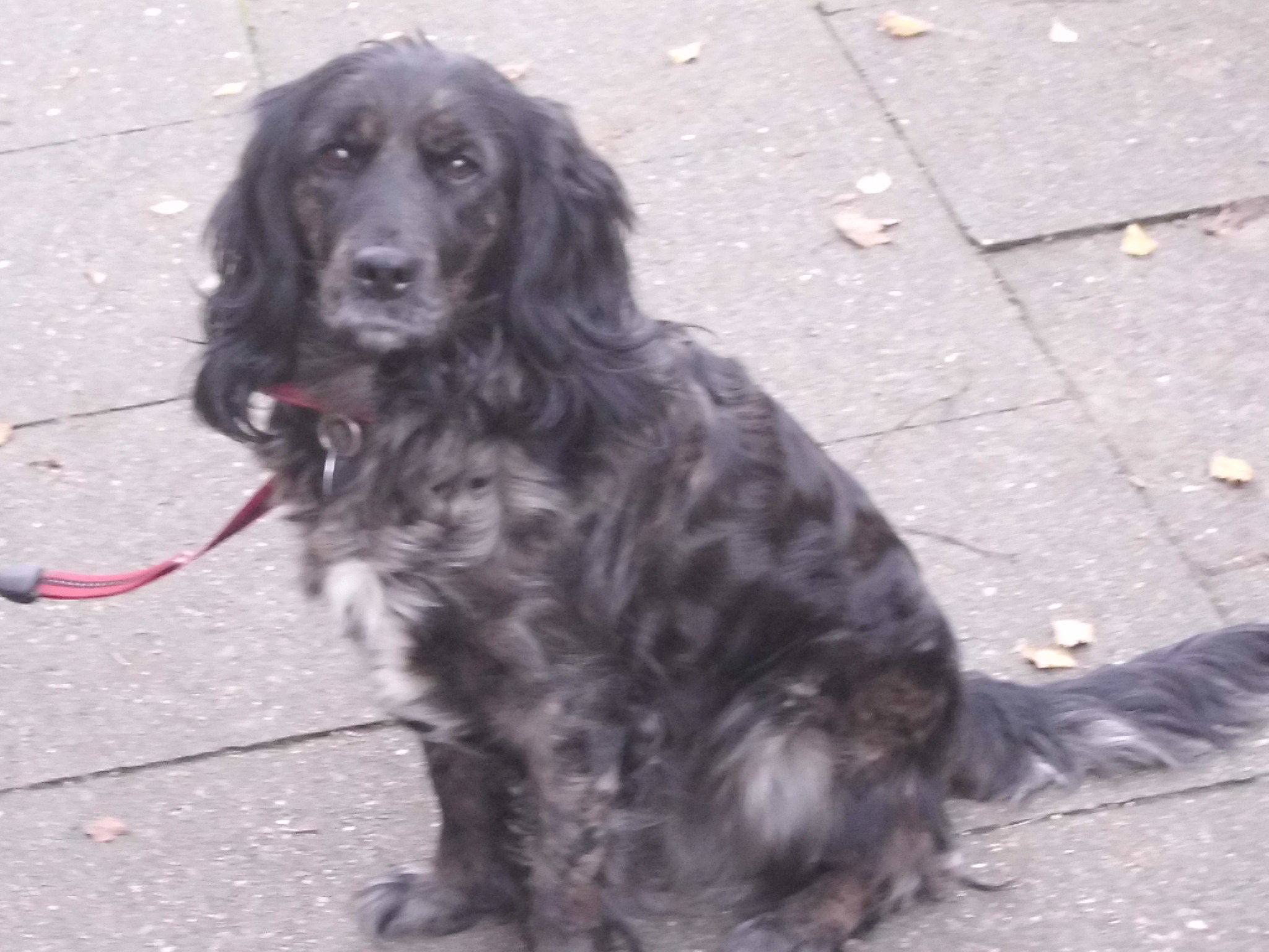 Kim (Cocker Spaniel, Shetland Sheepdog) Cocker Spaniel Shetland Sheepdog 