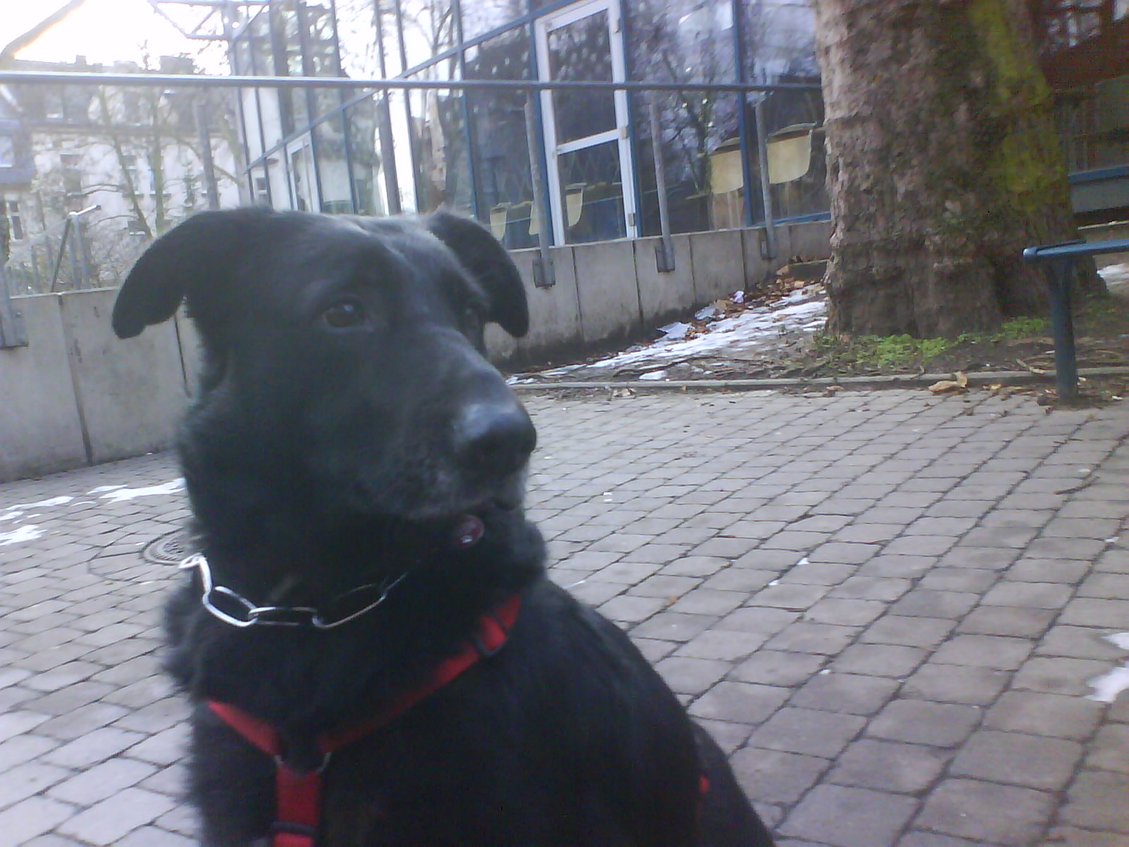 Rex (Deutscher Schäferhund, Labrador) Deutscher Schäferhund Labrador 