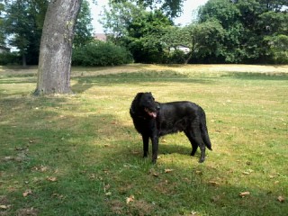 Rex (Deutscher Schäferhund, Labrador) Deutscher Schäferhund Labrador 