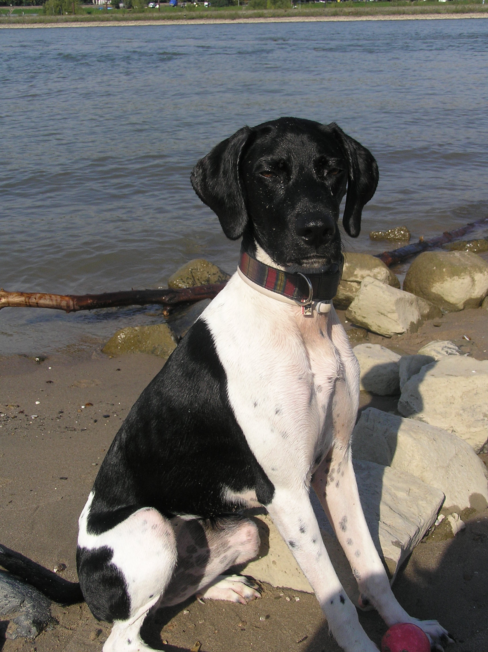 Leni (Münsterländer, Pointer) Münsterländer Pointer 