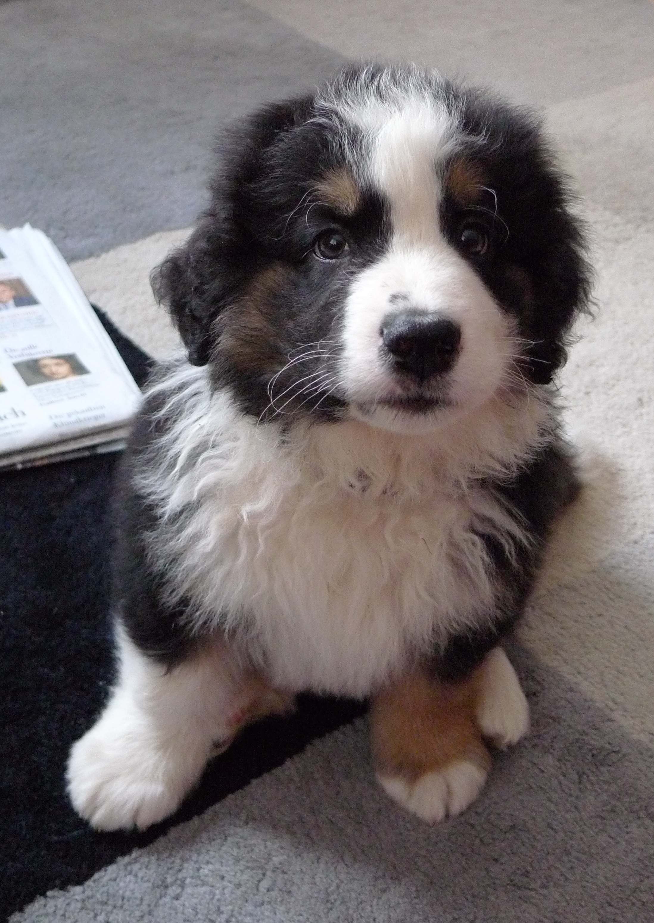 Amigo (Appenzeller Sennenhund, Berner Sennenhund, Border Collie, Grosser Schweizer Sennenhund, Unbekannt) Appenzeller Sennenhund Berner Sennenhund Border Collie Grosser Schweizer Sennenhund Unbekannt 