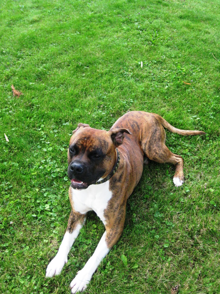 Tyson (American Bulldog, Bordeauxdogge, Deutscher Boxer) American Bulldog Bordeauxdogge Deutscher Boxer 