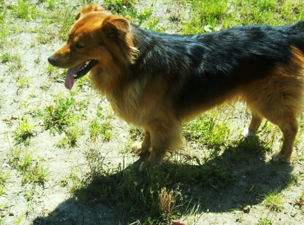 Bruno (Deutscher Schäferhund, Unbekannt) Deutscher Schäferhund Unbekannt 