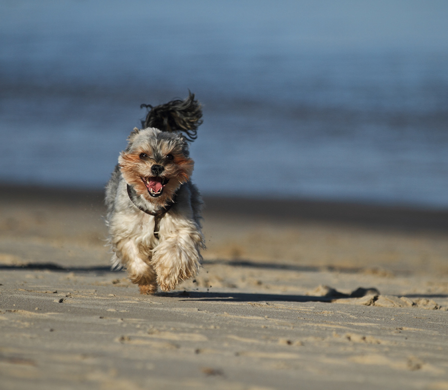 Otti (Bologneser, Yorkshire Terrier) Bologneser Yorkshire Terrier 