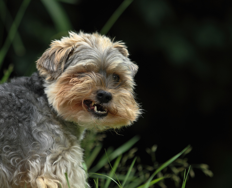 Otti (Bologneser, Yorkshire Terrier) Bologneser Yorkshire Terrier 