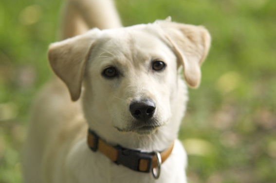 Lucy (Labrador, Windhund) Labrador Windhund 