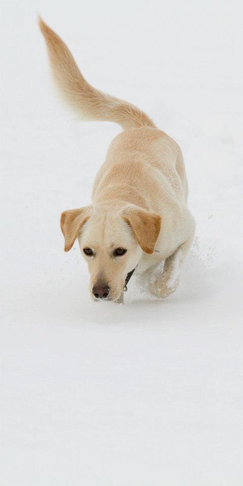 Lucy (Labrador, Windhund) Labrador Windhund 