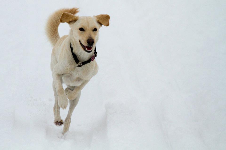 Lucy (Labrador, Windhund) Labrador Windhund 