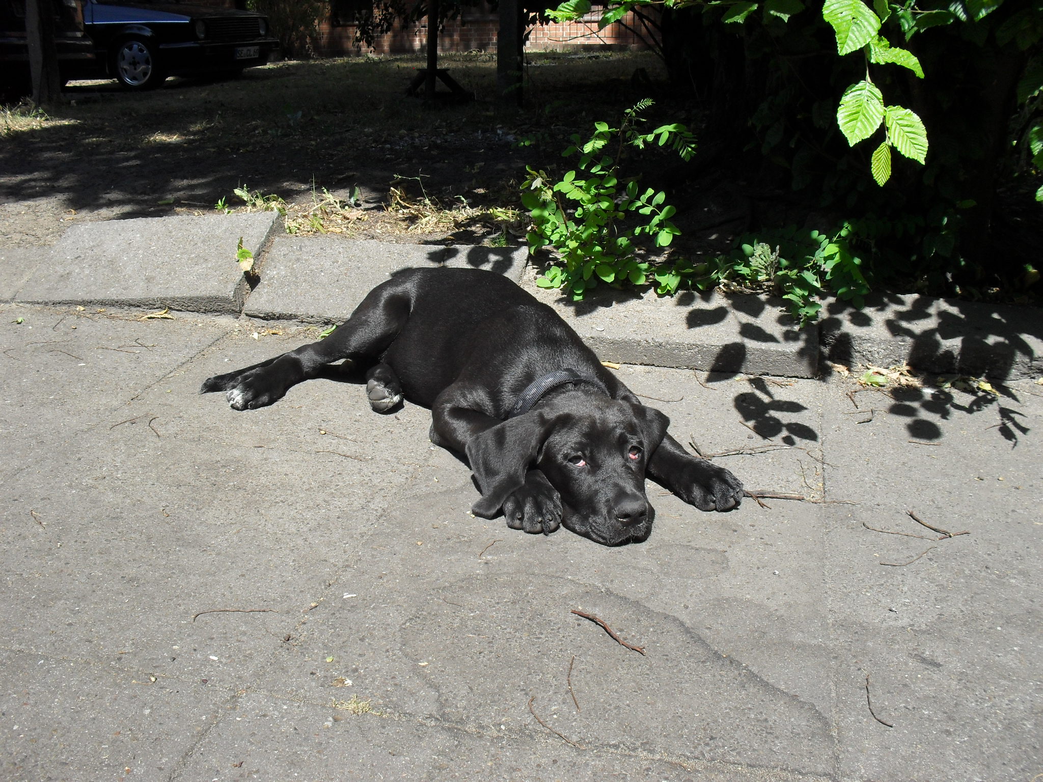 Elvis (Cane Corso, Labrador) Cane Corso Labrador 