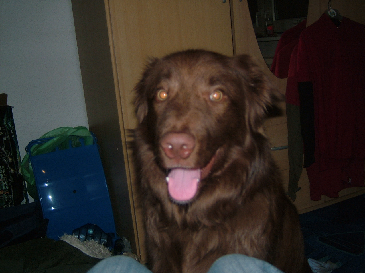 Idefix Border Collie Deutscher Schaferhund Labrador Mischling Mix