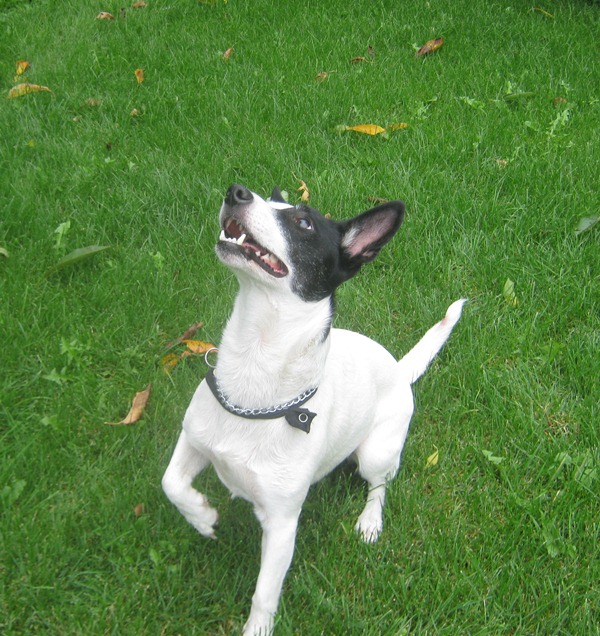 Saphira (Bullterrier, Jack Russell Terrier) Bullterrier Jack Russell Terrier 