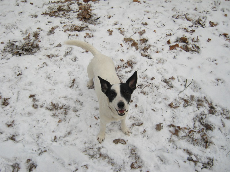 Saphira (Bullterrier, Jack Russell Terrier) Bullterrier Jack Russell Terrier 