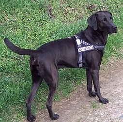 Lou (Labrador, Weimaraner) Labrador Weimaraner 