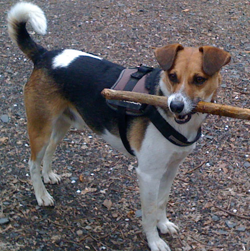 Ernesto (Beagle, Ratonero Bodeguero Andaluz) Beagle Ratonero Bodeguero Andaluz 