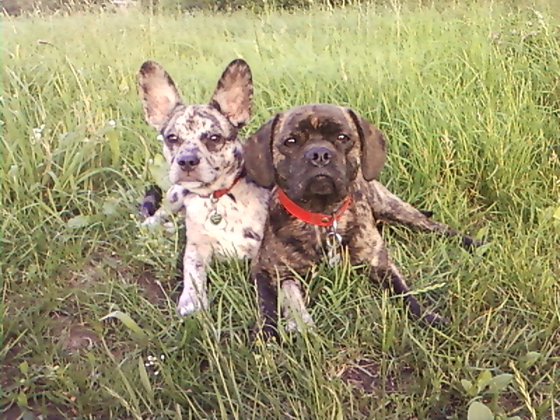 Balou (Australian Shepherd, Französische Bulldogge, Jack Russell Terrier) Australian Shepherd Französische Bulldogge Jack Russell Terrier 