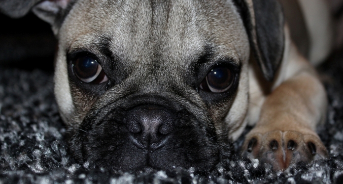 Muffin (Französische Bulldogge, Mops) Französische Bulldogge Mops 